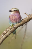 Lilac breasted Roller